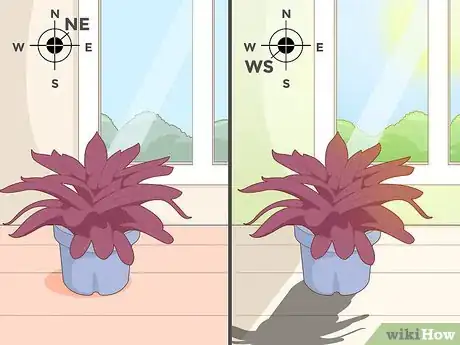 Imagen titulada Care for a Bromeliad Step 12