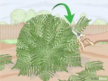 Imagen titulada Prune Ferns Step 4