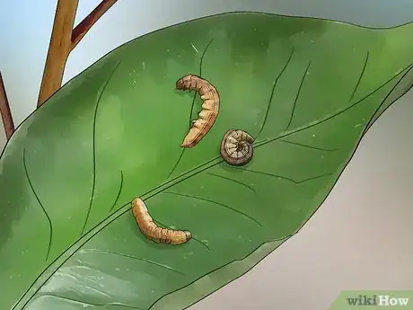 Imagen titulada Control Armyworms Step 6