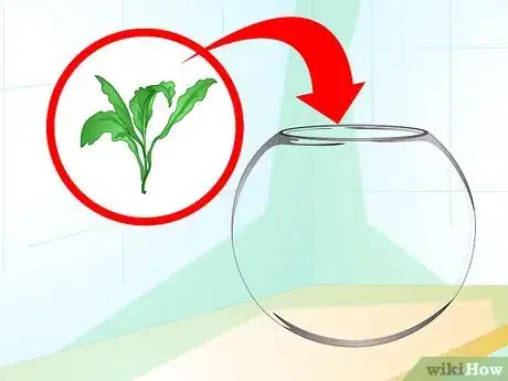 Imagen titulada Care for a Betta Fish in a Vase Step 2