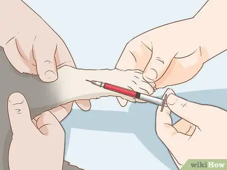 Imagen titulada Diagnose and Treat Anal Gland Disease in Cats Step 8