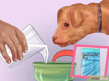 Imagen titulada Treat a Dog Throwing Up Bile Step 2