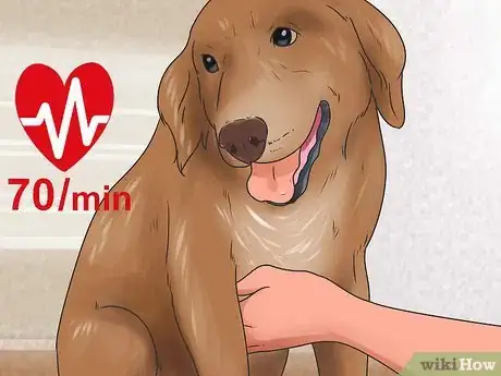 Imagen titulada Recognize Poisoning in Dogs Step 2