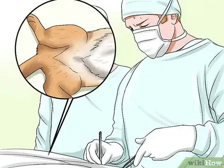 Imagen titulada Care for Indoor Cats Step 15