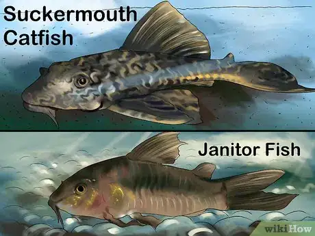 Imagen titulada Determine the Sex of a Fish Step 7