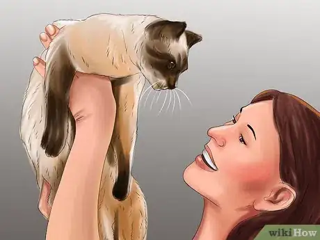 Imagen titulada Care for Siamese Kittens Step 14