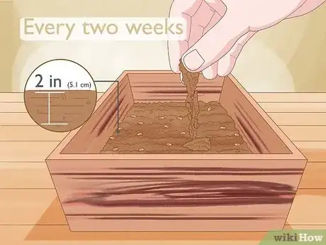 Imagen titulada Give Cat Grass to a Cat Step 11
