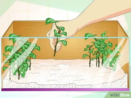 Imagen titulada Create a Green Anole Habitat Step 2