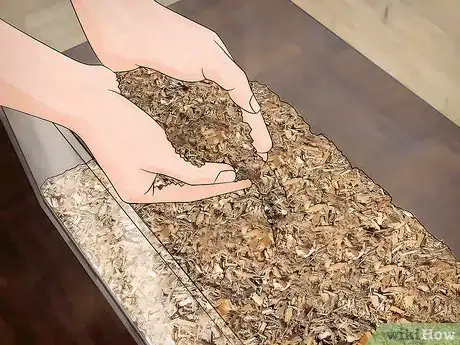 Imagen titulada Breed Hissing Cockroaches Step 3