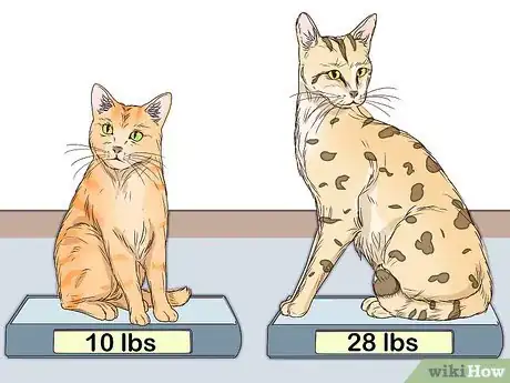Imagen titulada Identify a Savannah Cat Step 4