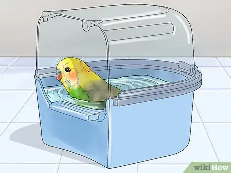 Imagen titulada Keep a Parakeet Groomed Step 1