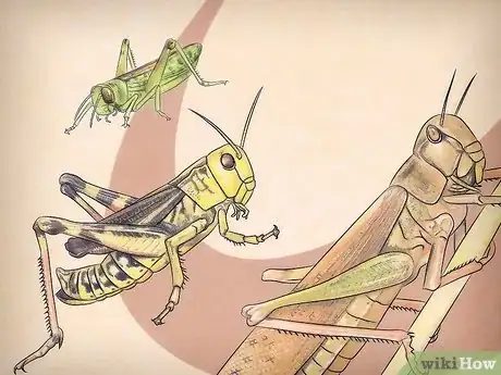Imagen titulada Feed a Grasshopper Step 7
