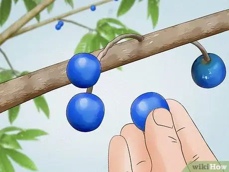 Imagen titulada Grow a Rudraksha Tree Step 21