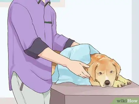 Imagen titulada Handle Hypoglycemia in Young Puppies Step 13