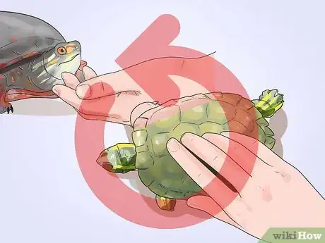 Imagen titulada Pet a Turtle Step 8