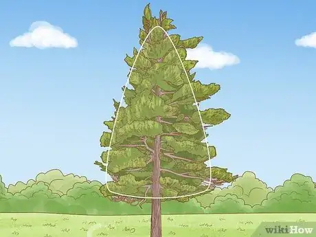 Imagen titulada Prune White Pine Trees Step 6