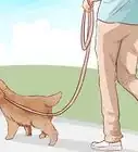 entrenar un Cocker Spaniel