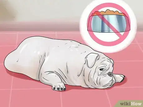 Imagen titulada Treat Dog Diarrhea Step 1