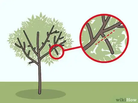 Imagen titulada Prune Apricot Trees Step 7
