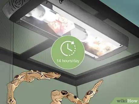 Imagen titulada Care for Green Anole Lizards Step 7