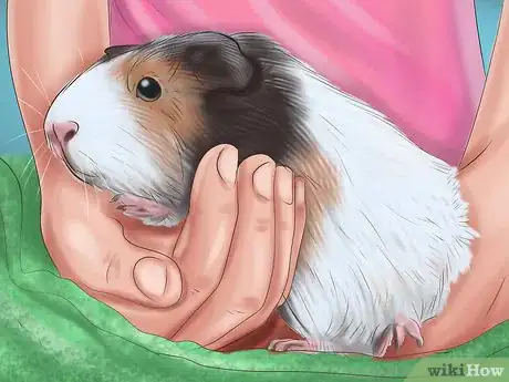 Imagen titulada Help a Guinea Pig Feel Less Anxious Step 10