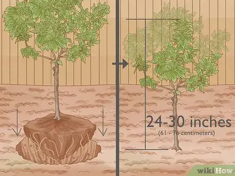 Imagen titulada Prune a Fruit Tree Step 3