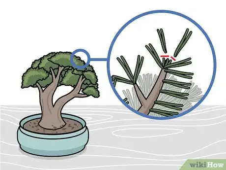 Imagen titulada Prune a Bonsai Tree Step 9
