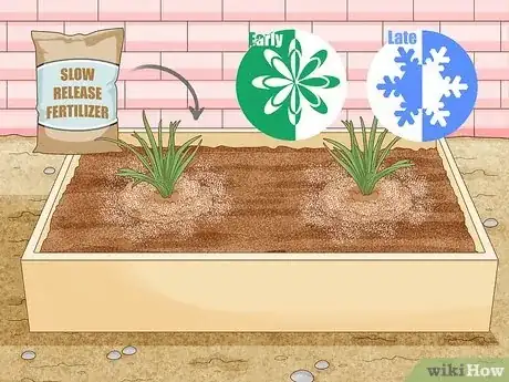 Imagen titulada Grow Agapanthus Step 6