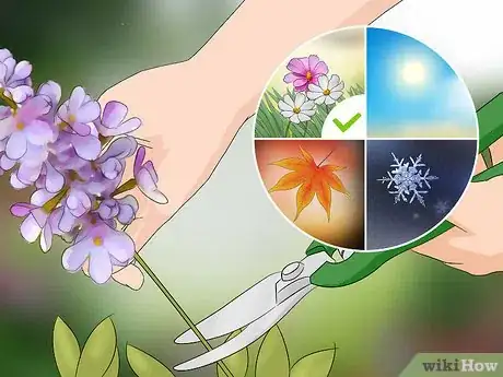 Imagen titulada Prune Lilacs Step 1