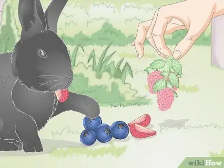 Imagen titulada Feed a Wild Rabbit Step 5