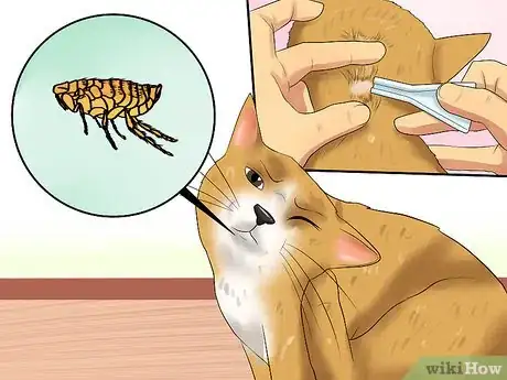 Imagen titulada Care for Indoor Cats Step 17
