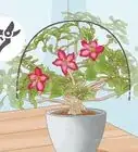 podar rosas del desierto