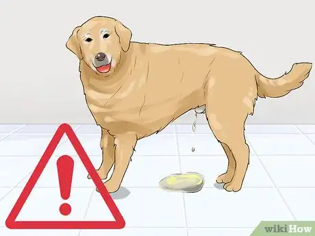 Imagen titulada Determine Whether to Diaper a Senior Dog Step 1