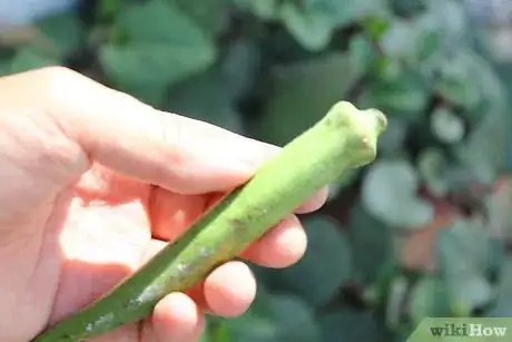 Imagen titulada Preserve Fresh Okra Step 1