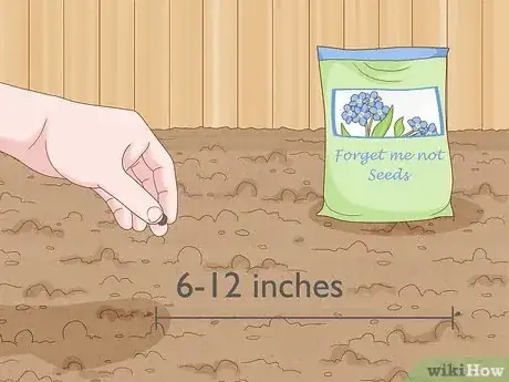 Imagen titulada Plant Forget Me Not Seeds Step 4
