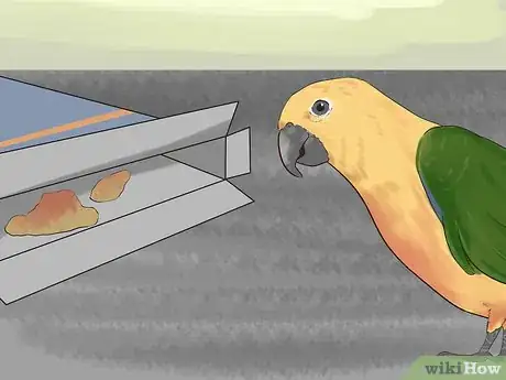Imagen titulada Entertain a Conure Step 4