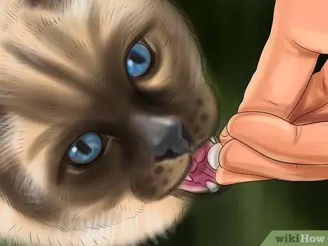 Imagen titulada Encourage Your Cat to Eat Step 5