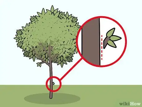 Imagen titulada Prune Apricot Trees Step 5