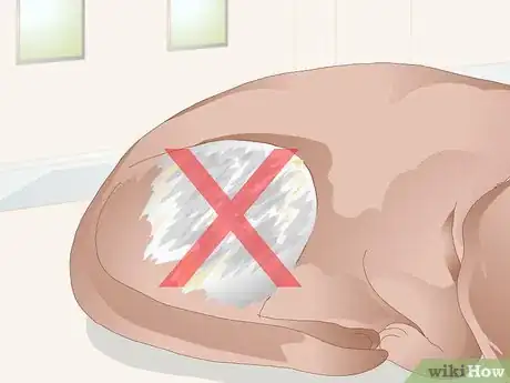 Imagen titulada Get Rid of a Rash on a Dog Step 12