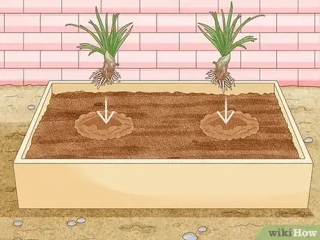 Imagen titulada Grow Agapanthus Step 4