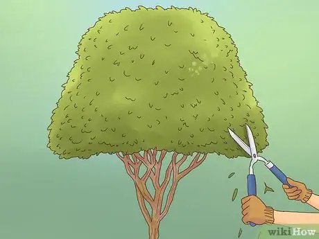 Imagen titulada Prune a Ficus Tree Step 12