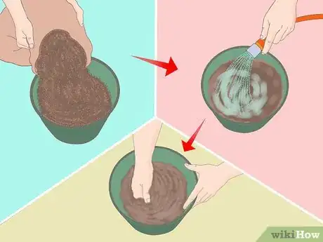Imagen titulada Plant a Lemon Seed Step 1