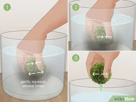 Imagen titulada Clean an Aquatic Moss Ball Step 2