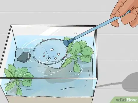 Imagen titulada Clean a Saltwater Tank Step 1