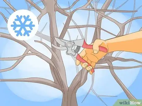 Imagen titulada Prune a Fruit Tree Step 1