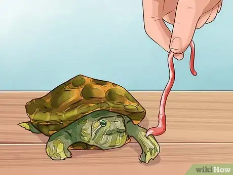 Imagen titulada Know What to Feed a Turtle Step 2