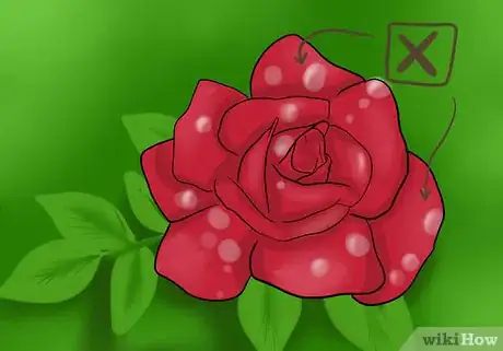 Imagen titulada Keep Rose Petals Fresh Step 3