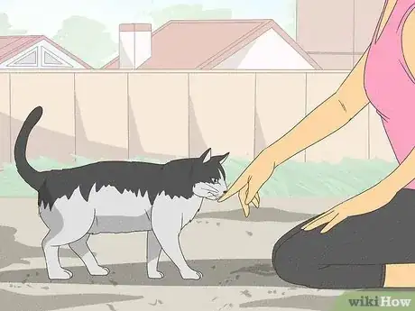 Imagen titulada Handle a Stray Cat Step 2
