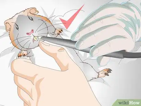 Imagen titulada Treat Respiratory Problems in Guinea Pigs Step 7