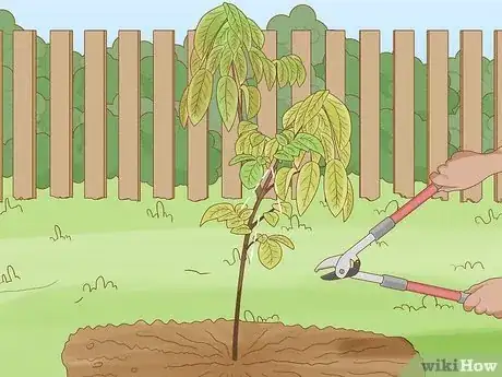 Imagen titulada Prune a Fruit Tree Step 4